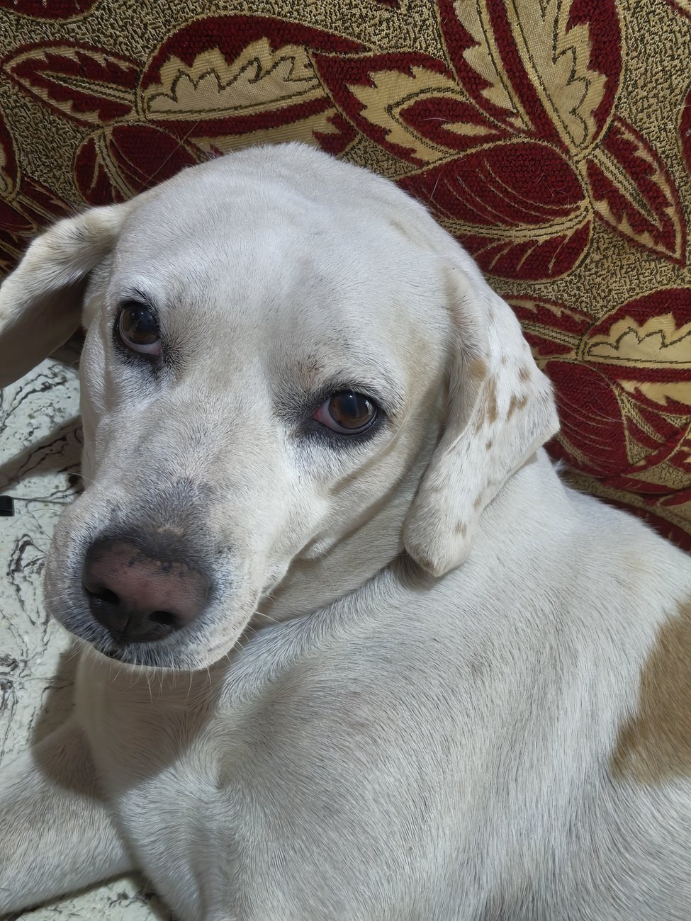 Leo, a beagle-lab mix